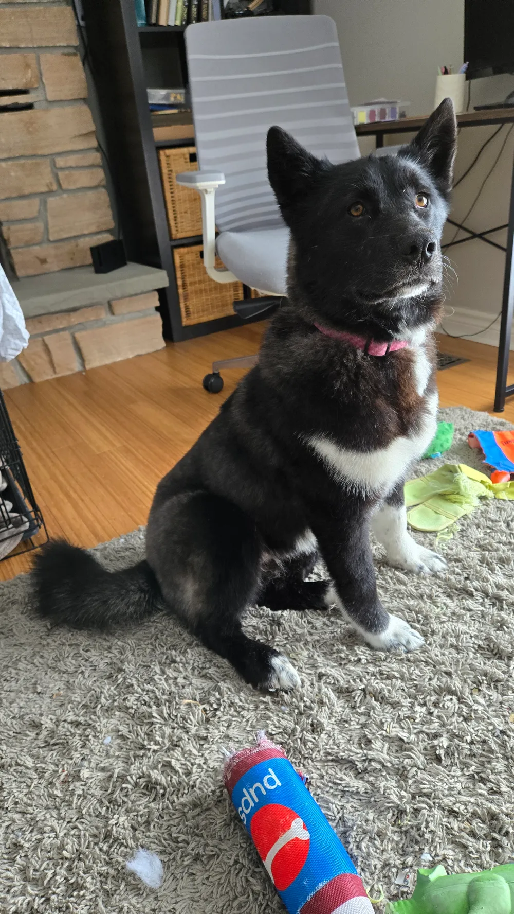 Photo of Sakari (Dolly)