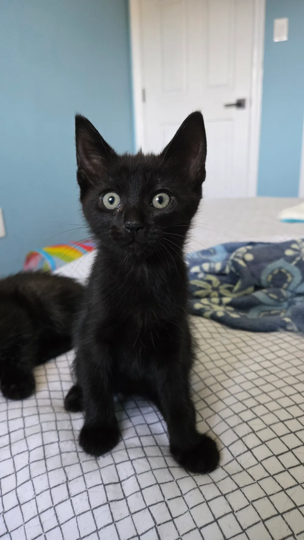 Photo of Gizmo