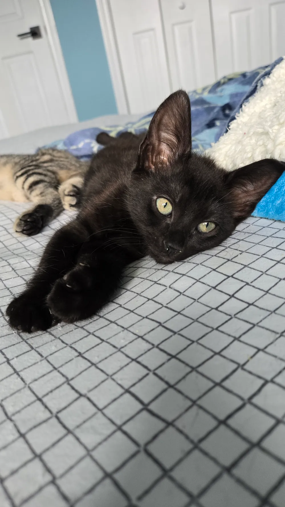 Photo of Gus Gus (Ghost)