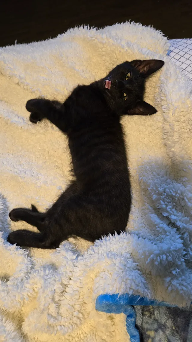 Photo 4 of Gus Gus (Ghost)