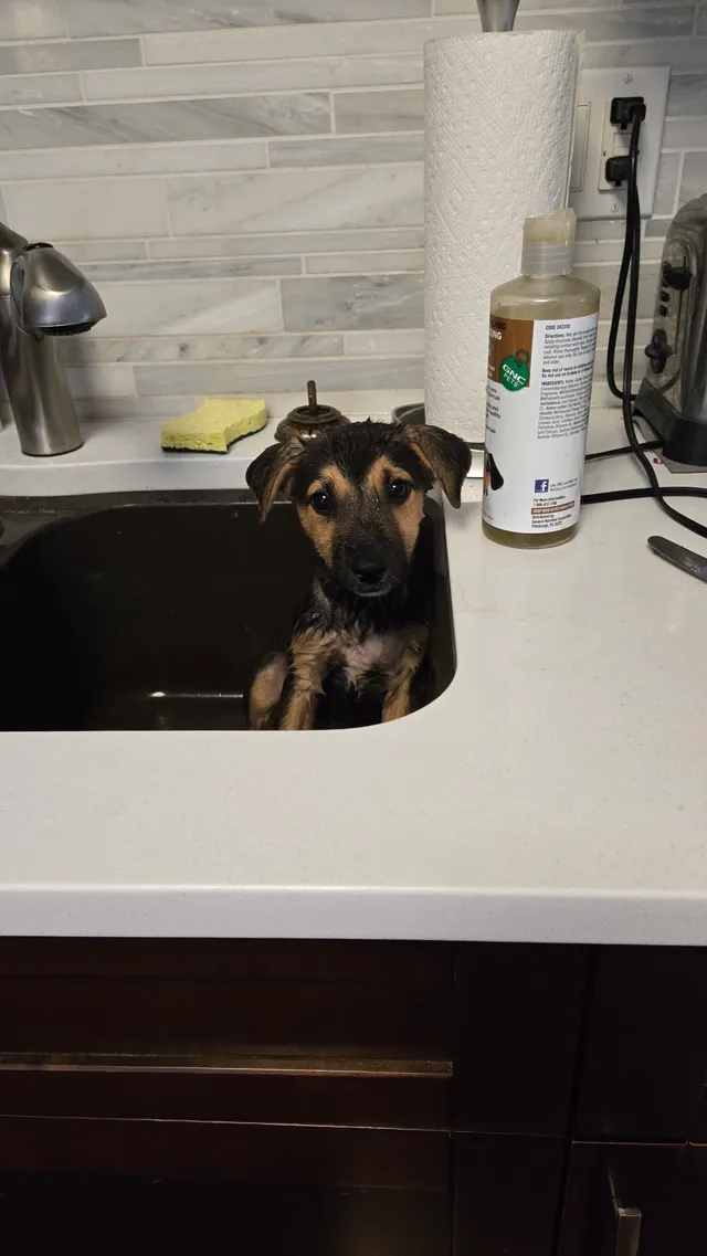Photo 2 of Sadie (Slider)