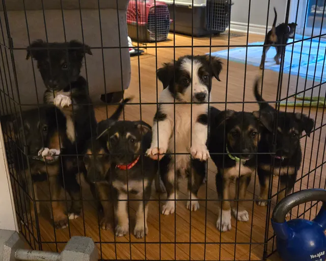 Photo 3 of Rookie