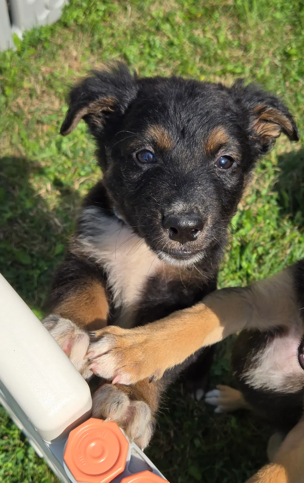Photo of Scout