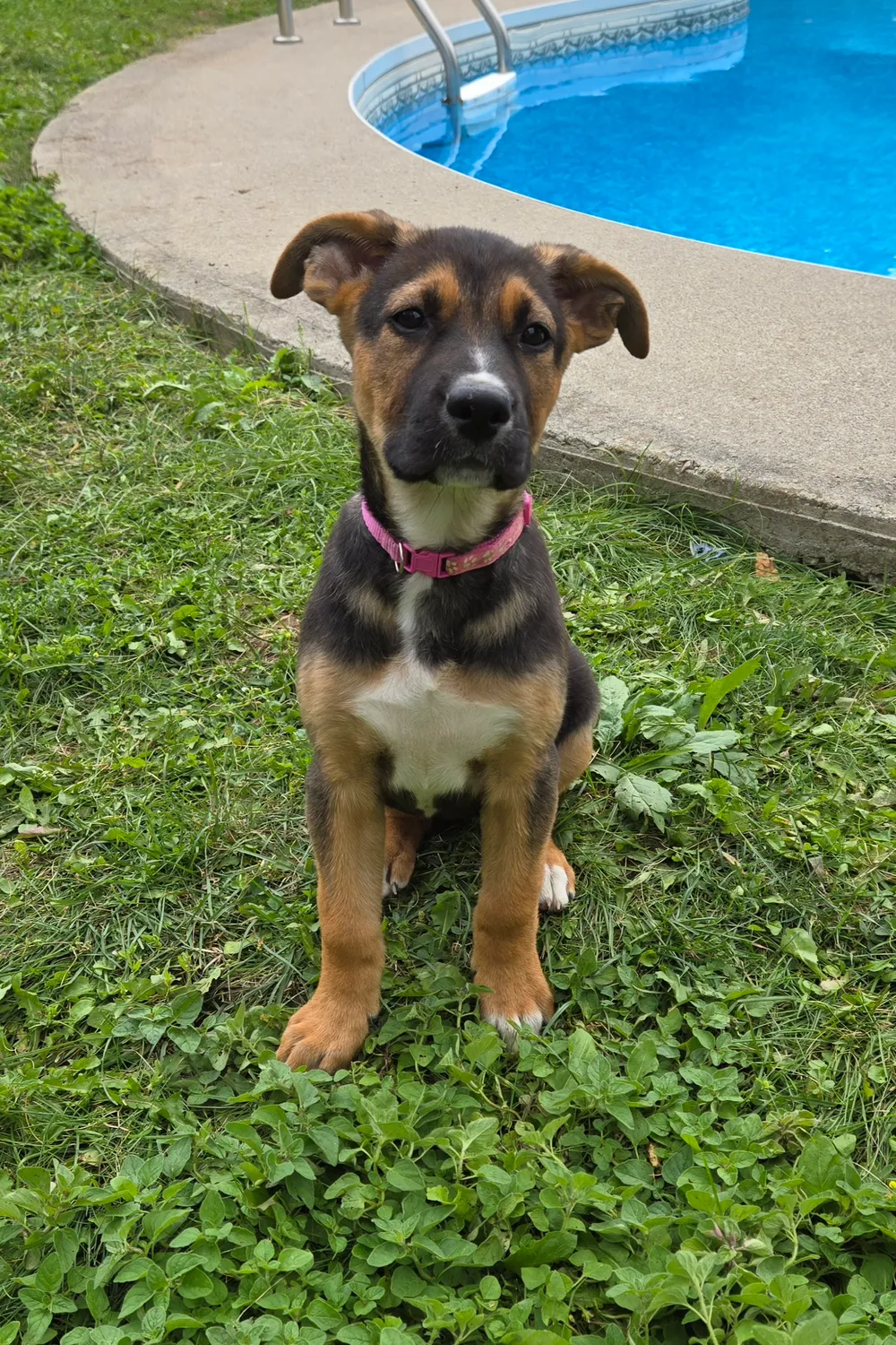 Photo of Riley (Fenway)