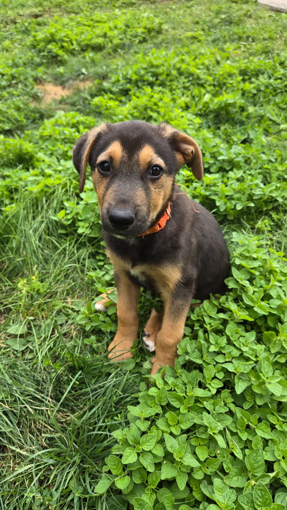 Photo of Bear (Homer)