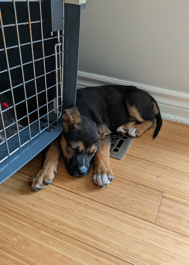 Photo 3 of Riley (Fenway)