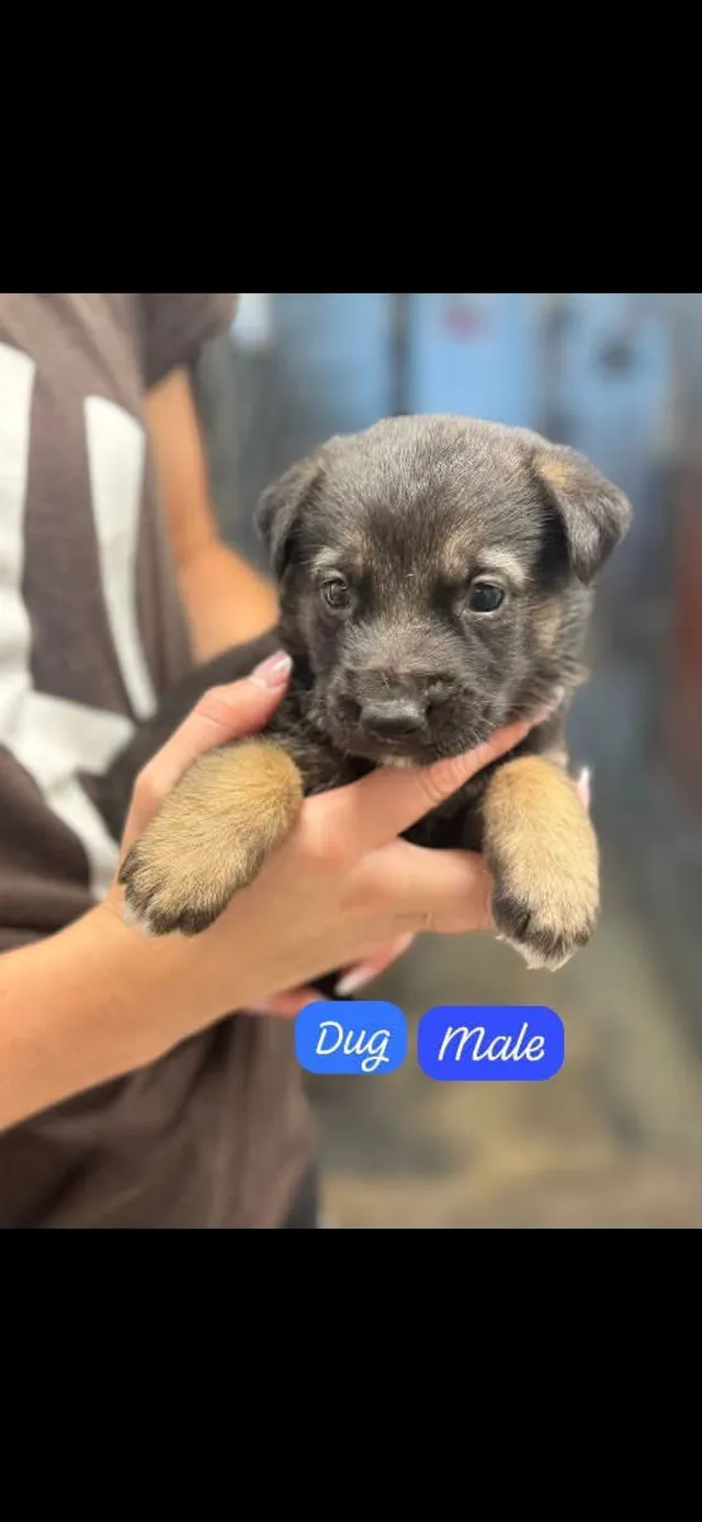 Photo 5 of Dug