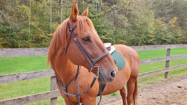 Photo 2 of Charlie