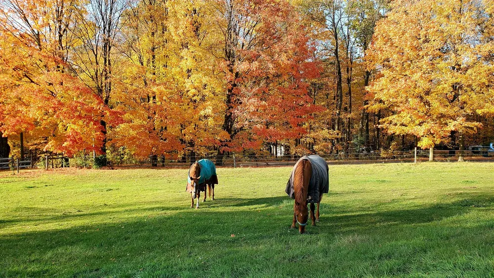 Two blanketed horses grazing in a green pasture beneath golden autumn trees