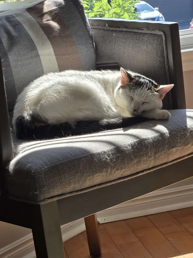 Photo 2 of Lily