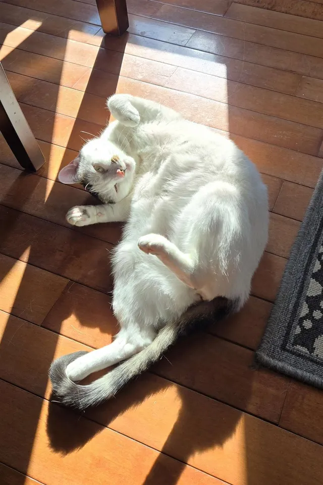 Photo 3 of Lily