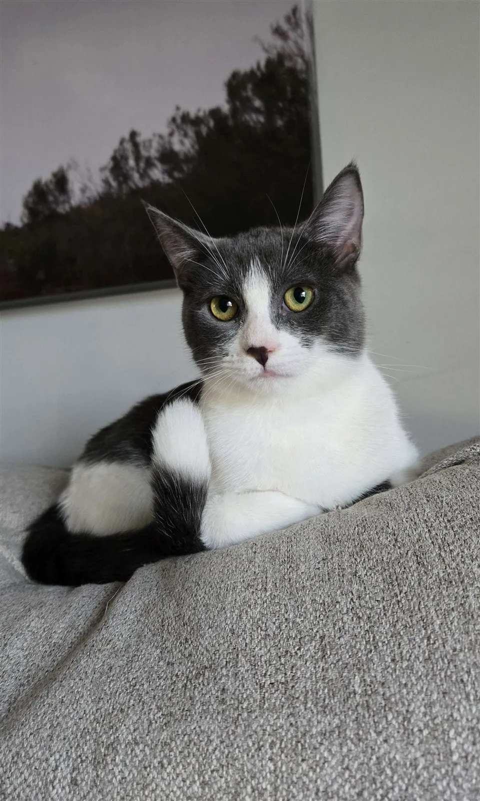 Photo of Midna
