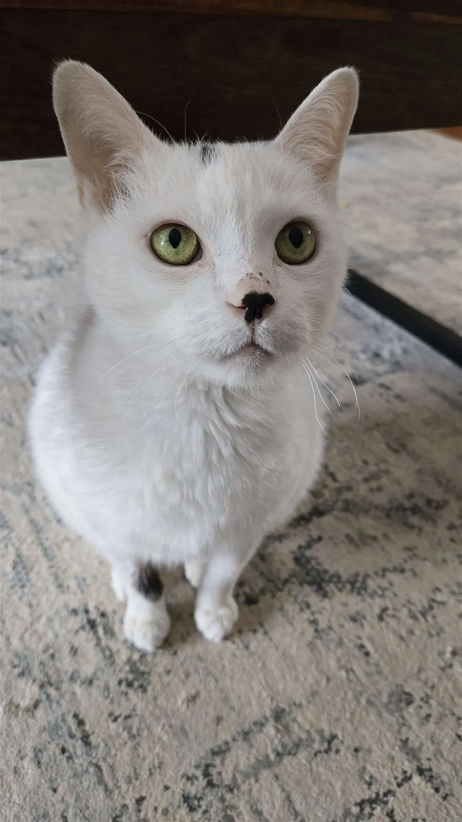 Photo of Oliver