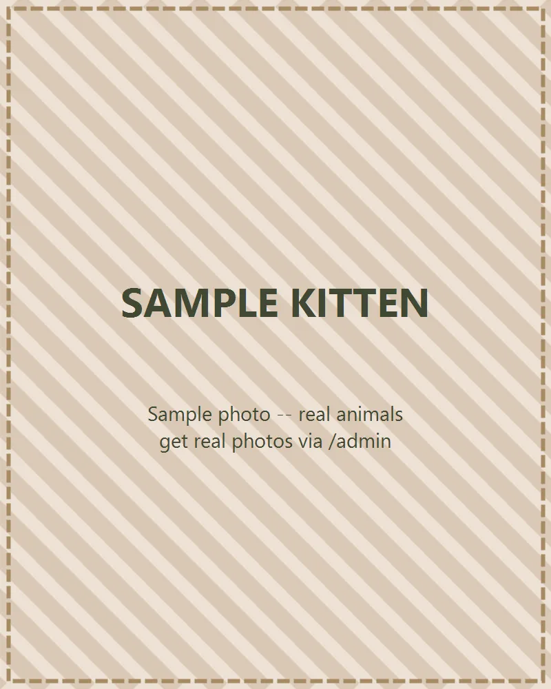 Photo of Sample Kitten